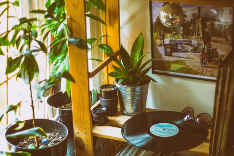 House plants in a comfortable apartment